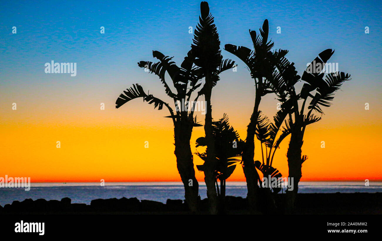 Palm Trees at Sunrise at the beach Stock Photo - Alamy