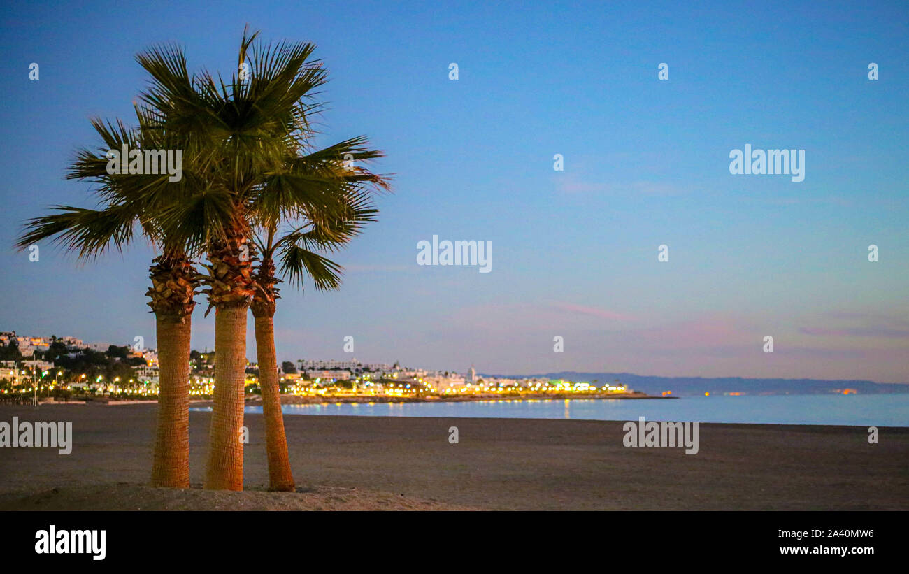 Palm Trees at Sunrise at the beach Stock Photo - Alamy