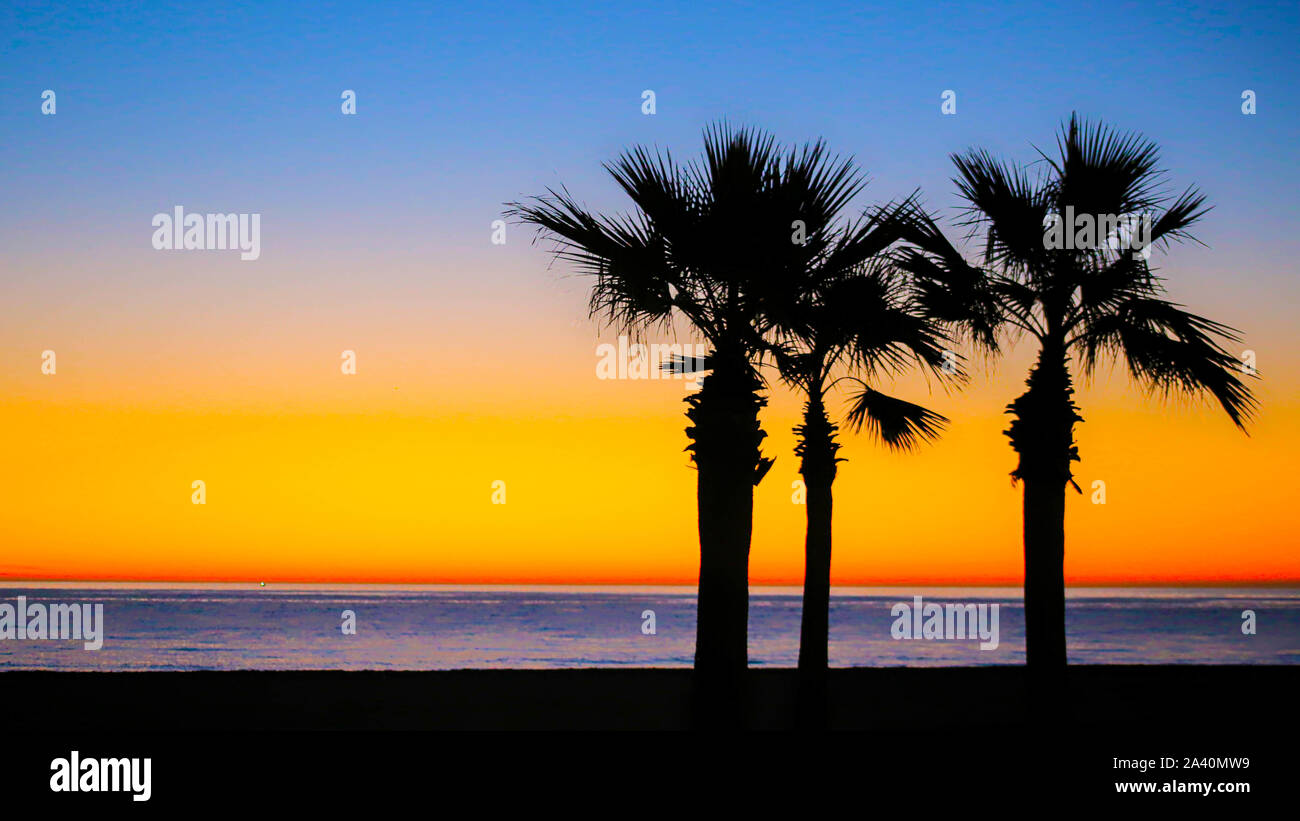 Palm Trees at Sunrise at the beach Stock Photo - Alamy