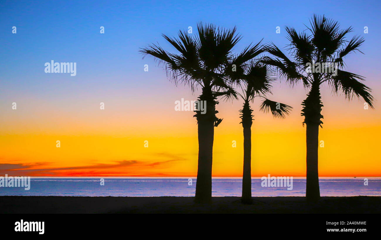 Palm Trees at Sunrise at the beach Stock Photo - Alamy