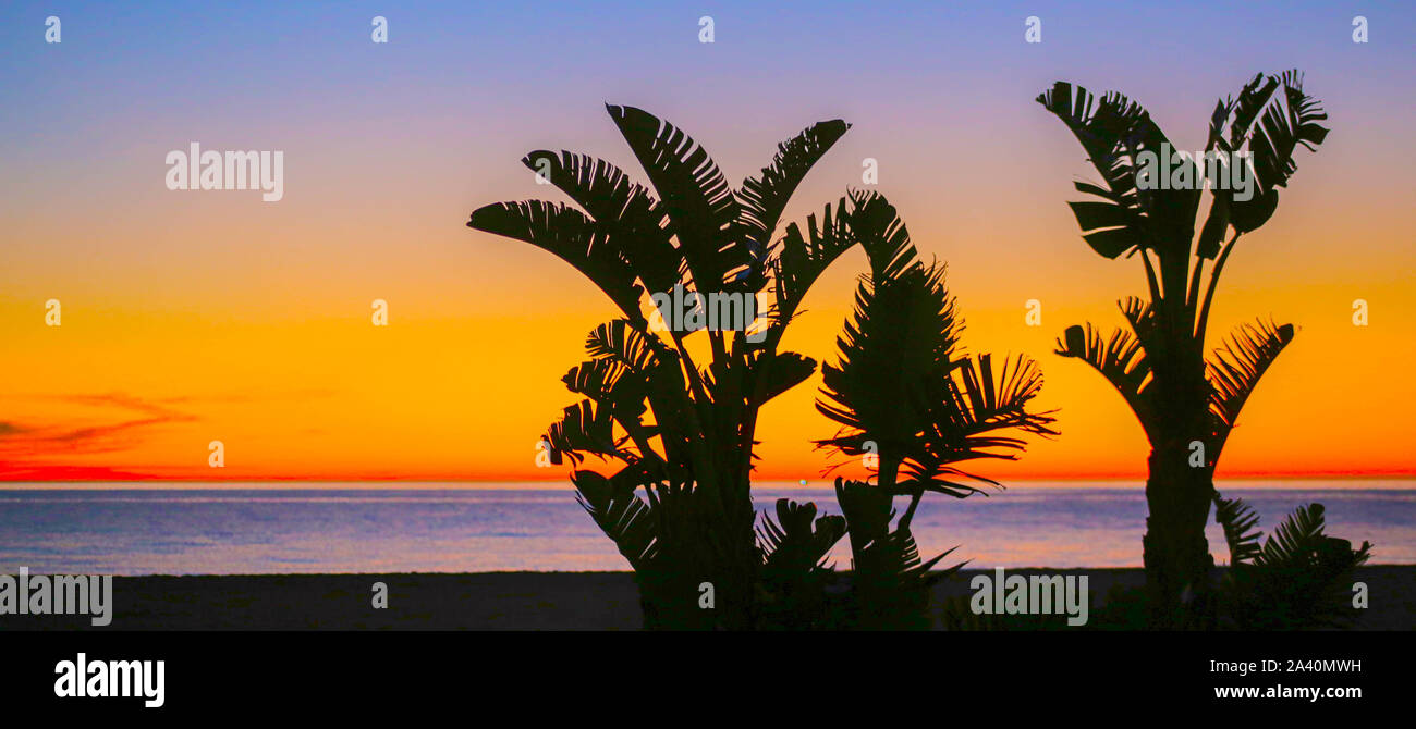 Palm Trees at Sunrise at the beach Stock Photo - Alamy