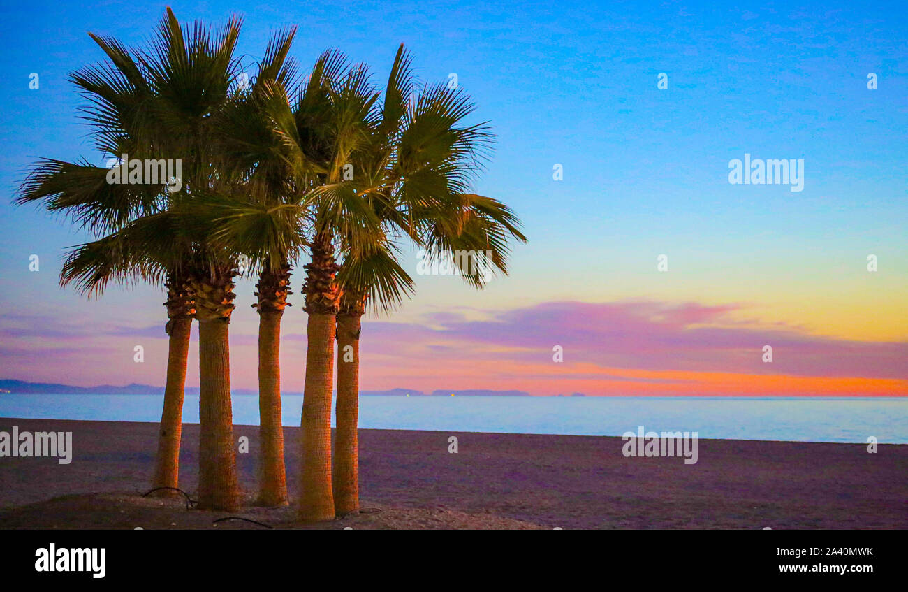Palm Trees at Sunrise at the beach Stock Photo - Alamy