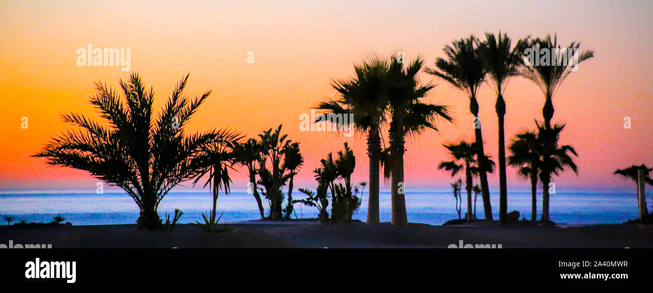 Palm Trees at Sunrise at the beach Stock Photo - Alamy