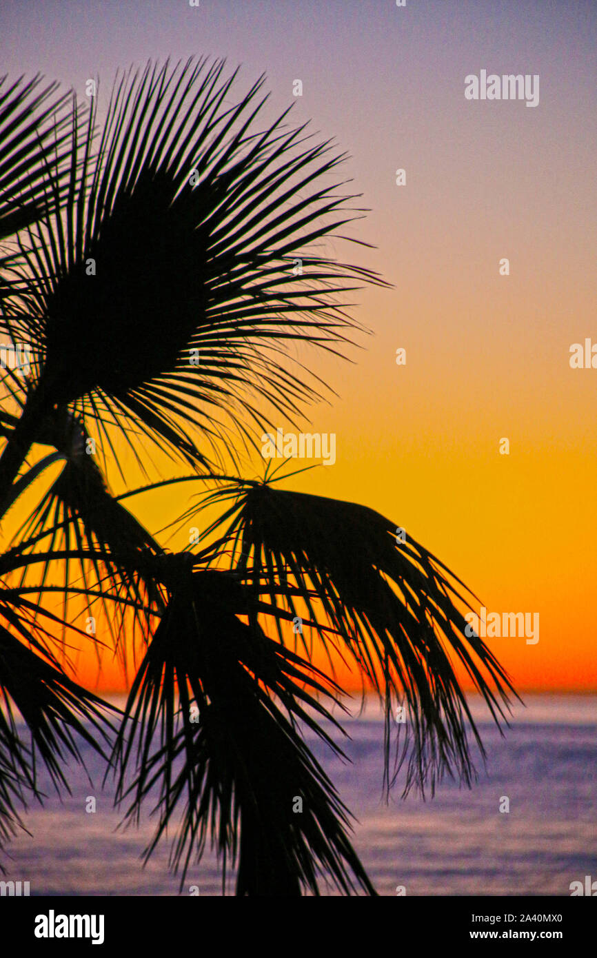 Palm Trees at Sunrise at the beach Stock Photo - Alamy