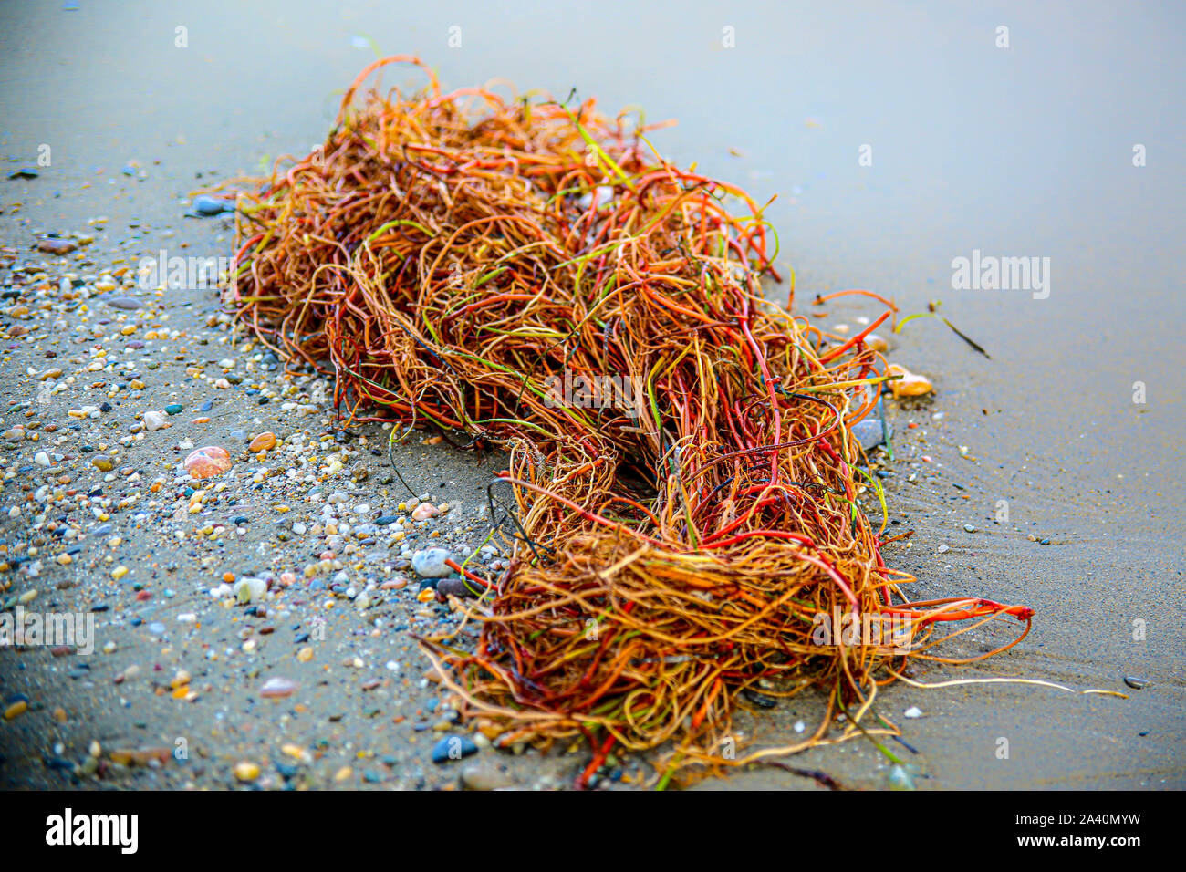 Colourful Sea Weed On The Beach Stock Photo