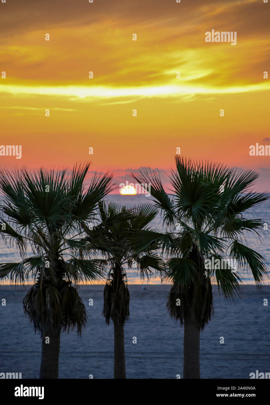 Palm Trees at Sunrise at the beach Stock Photo Alamy
