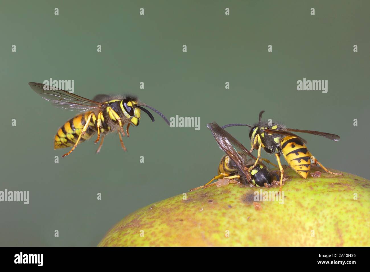 German wasps (Vespula germanica) eat a pear, Germany Stock Photo Alamy
