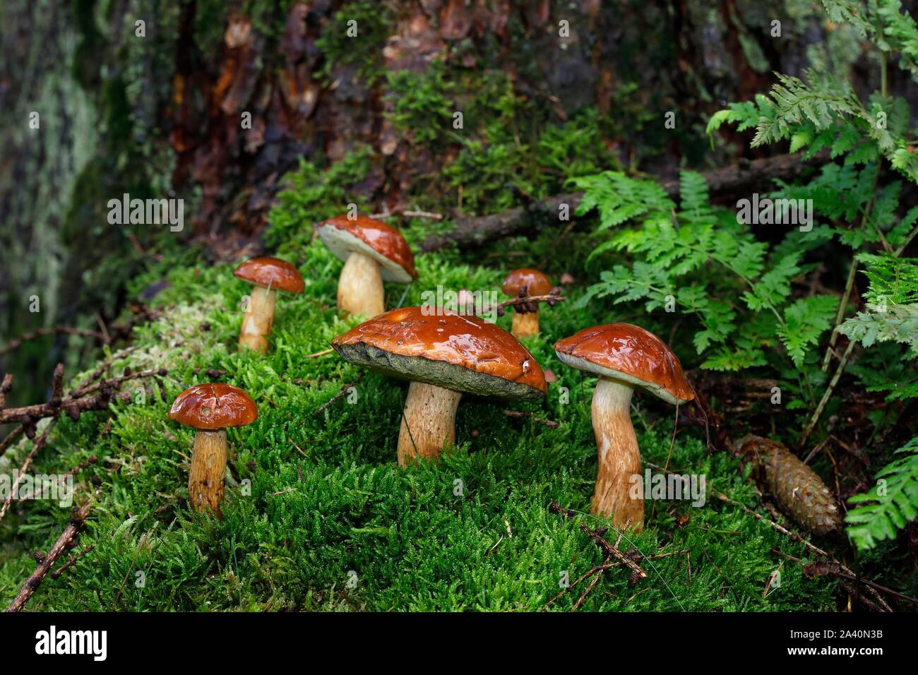 Bay boletes (Boletus badius), Mushroom group in the moss, Schleswig-Holstein, Germany Stock Photo
