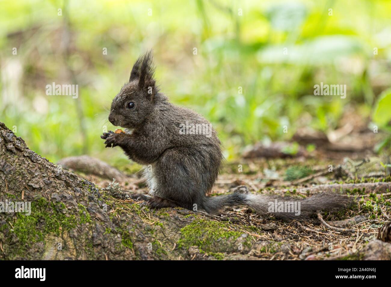 Root Squirrel Sits on a root and eats hi-res stock photography and images - Alamy