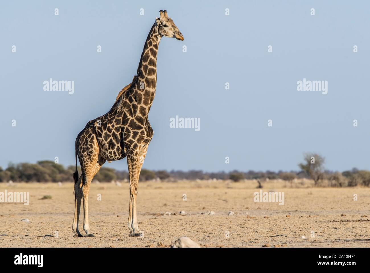 Angolan Giraffe (Giraffa camelopardalis angolensis), in dry savannah, Nxai Pan National Park, Ngamiland, Botswana Stock Photo