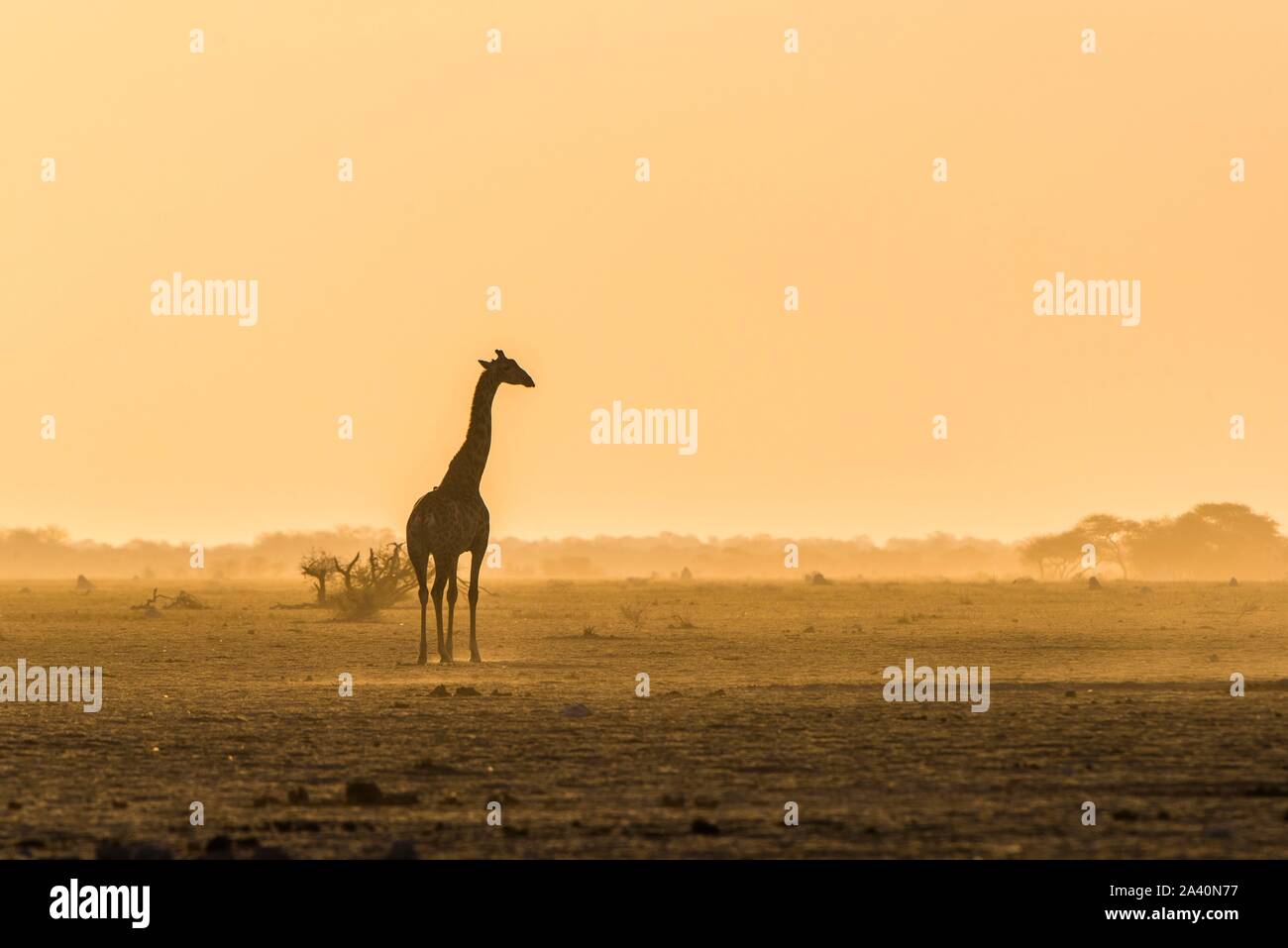 A Angolan Giraffe (Giraffa camelopardalis angolensis) stands in the evening light in the dusty savannah, Nxai Pan National Park, Ngamiland, Botswana Stock Photo