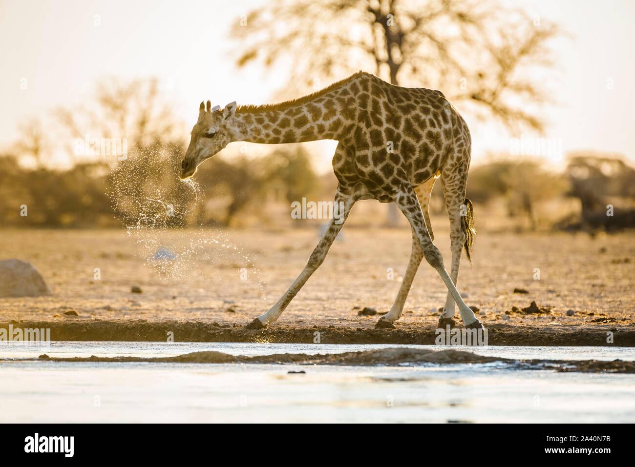Angolan Giraffe (Giraffa camelopardalis angolensis) drinking at a waterhole, Nxai Pan National Park, Ngamiland, Botswana Stock Photo