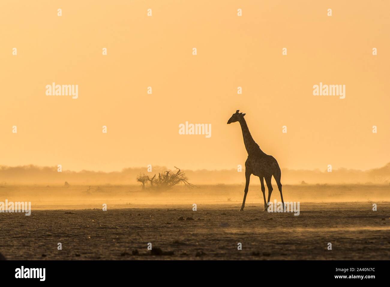 A Angolan Giraffe (Giraffa camelopardalis angolensis) runs in the evening light in the dusty savannah, Nxai Pan National Park, Ngamiland, Botswana Stock Photo