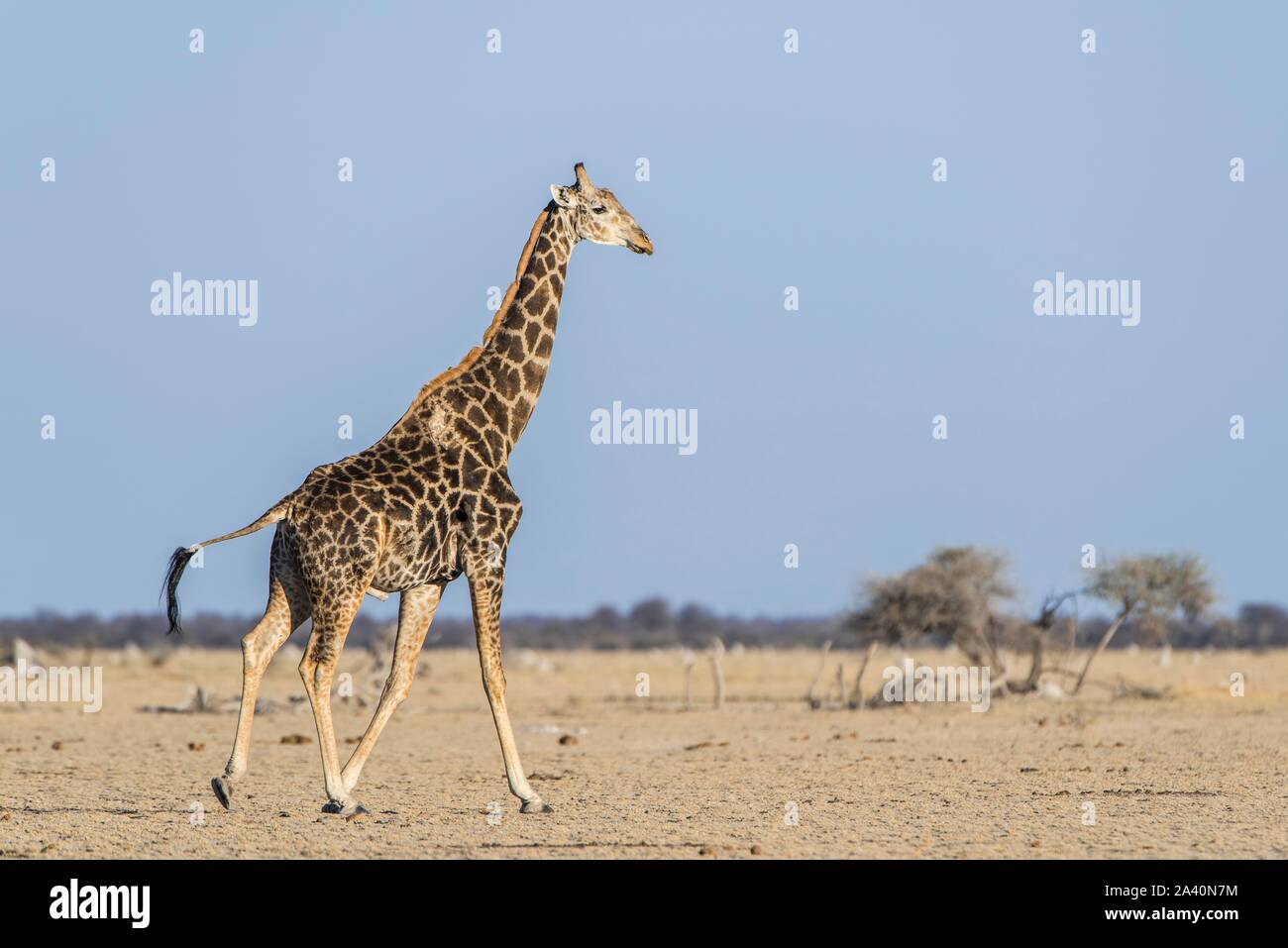 Angolan Giraffe (Giraffa camelopardalis angolensis), injured, running in dry savannah, Nxai Pan National Park, Ngamiland, Botswana Stock Photo
