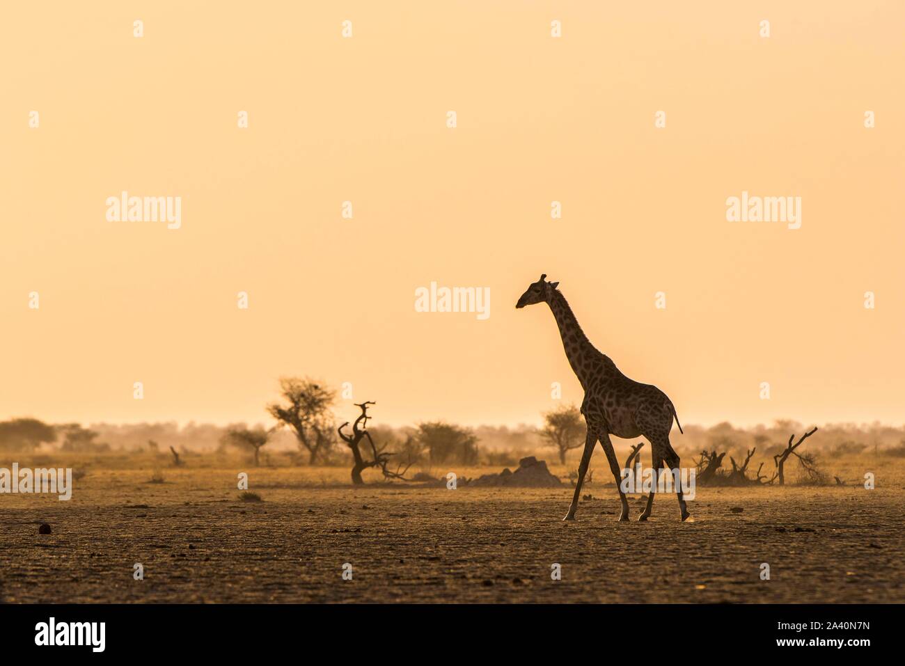 A Angolan Giraffe (Giraffa camelopardalis angolensis) runs in the evening light in the savannah, Nxai Pan National Park, Ngamiland, Botswana Stock Photo