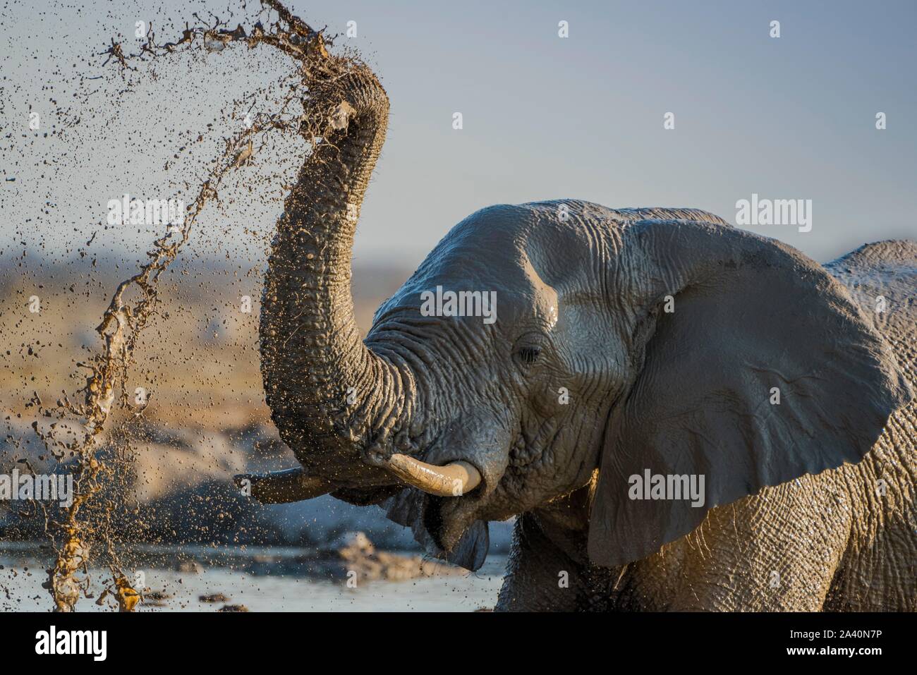 African elephant (Loxodonta africana) splashing mud at a waterhole ...