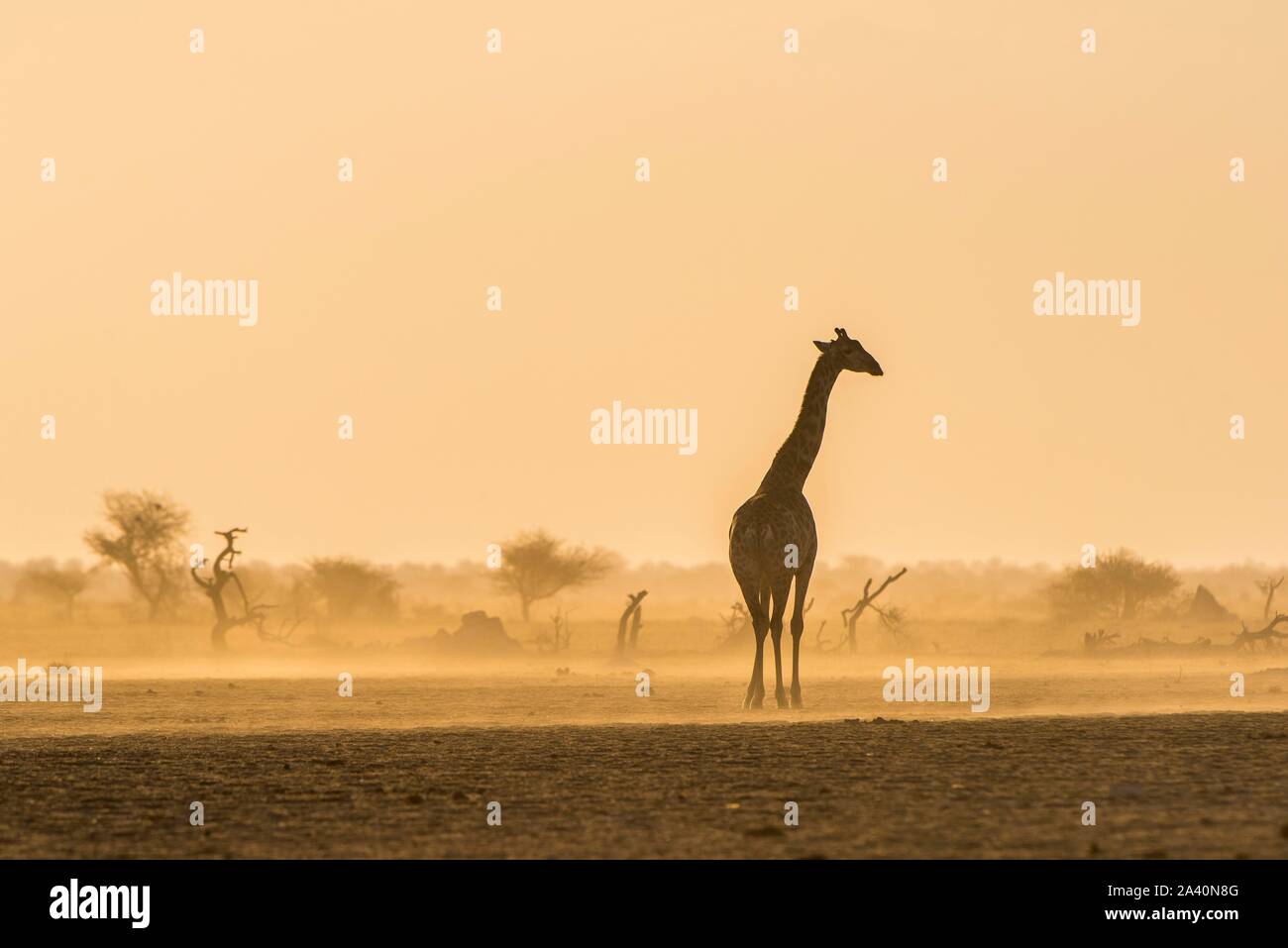 Angolan Giraffe (Giraffa camelopardalis angolensis) stands in the evening light in the dusty savannah, Nxai Pan National Park, Ngamiland, Botswana Stock Photo