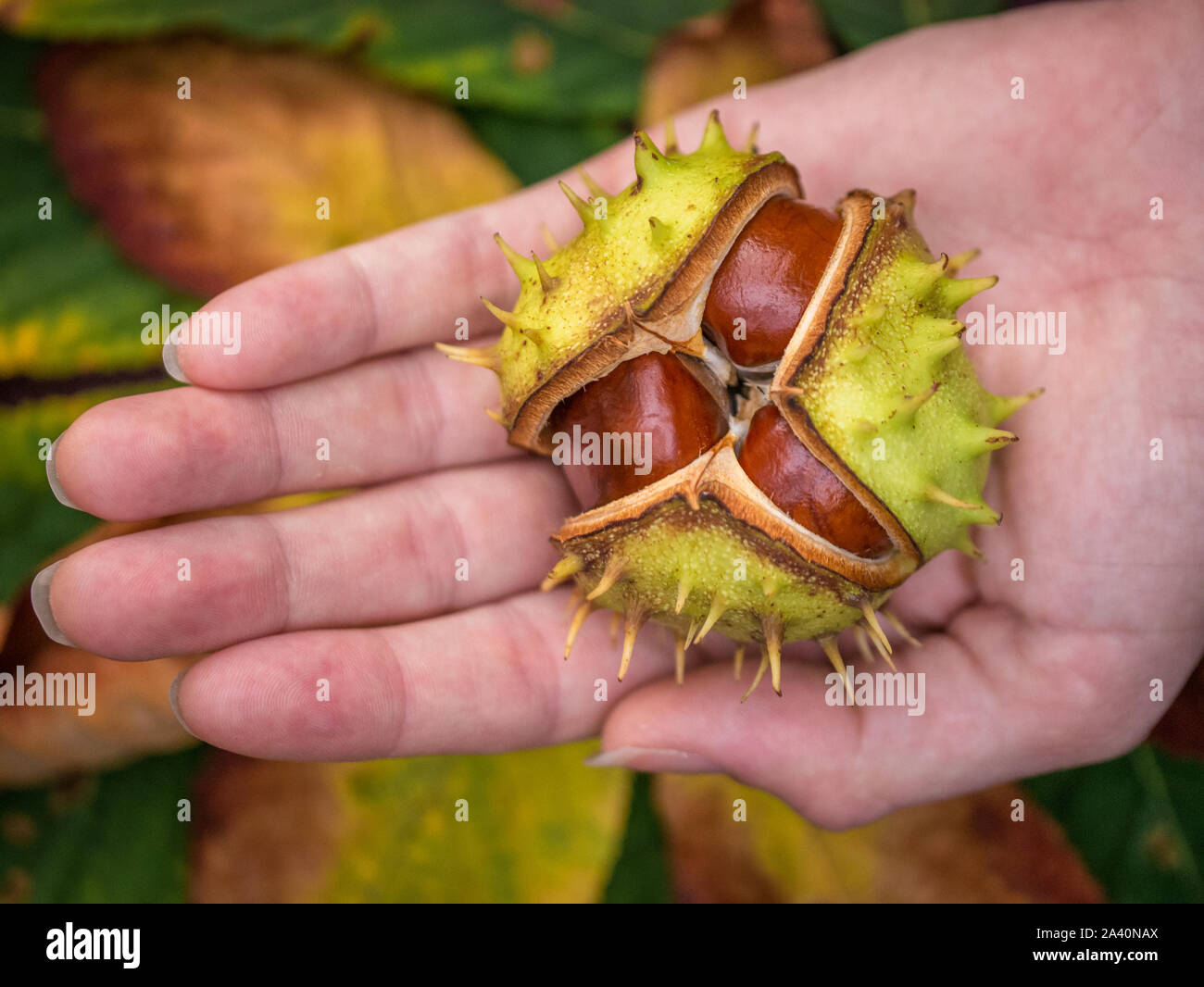 Female hand holds uniformly cracked shell of a chestnut with three nuts inside, colorful chestnut leaves in the background, autumn mood Stock Photo
