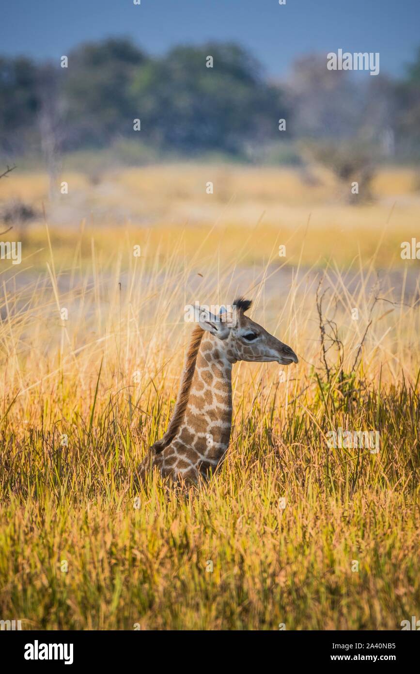 Angolan Giraffe (Giraffa camelopardalis angolensis), young animal lies hidden in high grass, Moremi Wildlife Reserve, Ngamiland, Botswana Stock Photo