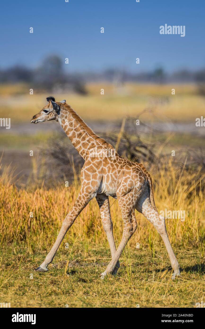 Angolan Giraffe (Giraffa camelopardalis angolensis), young animal running through savannah, Moremi Wildlife Reserve, Ngamiland, Botswana Stock Photo
