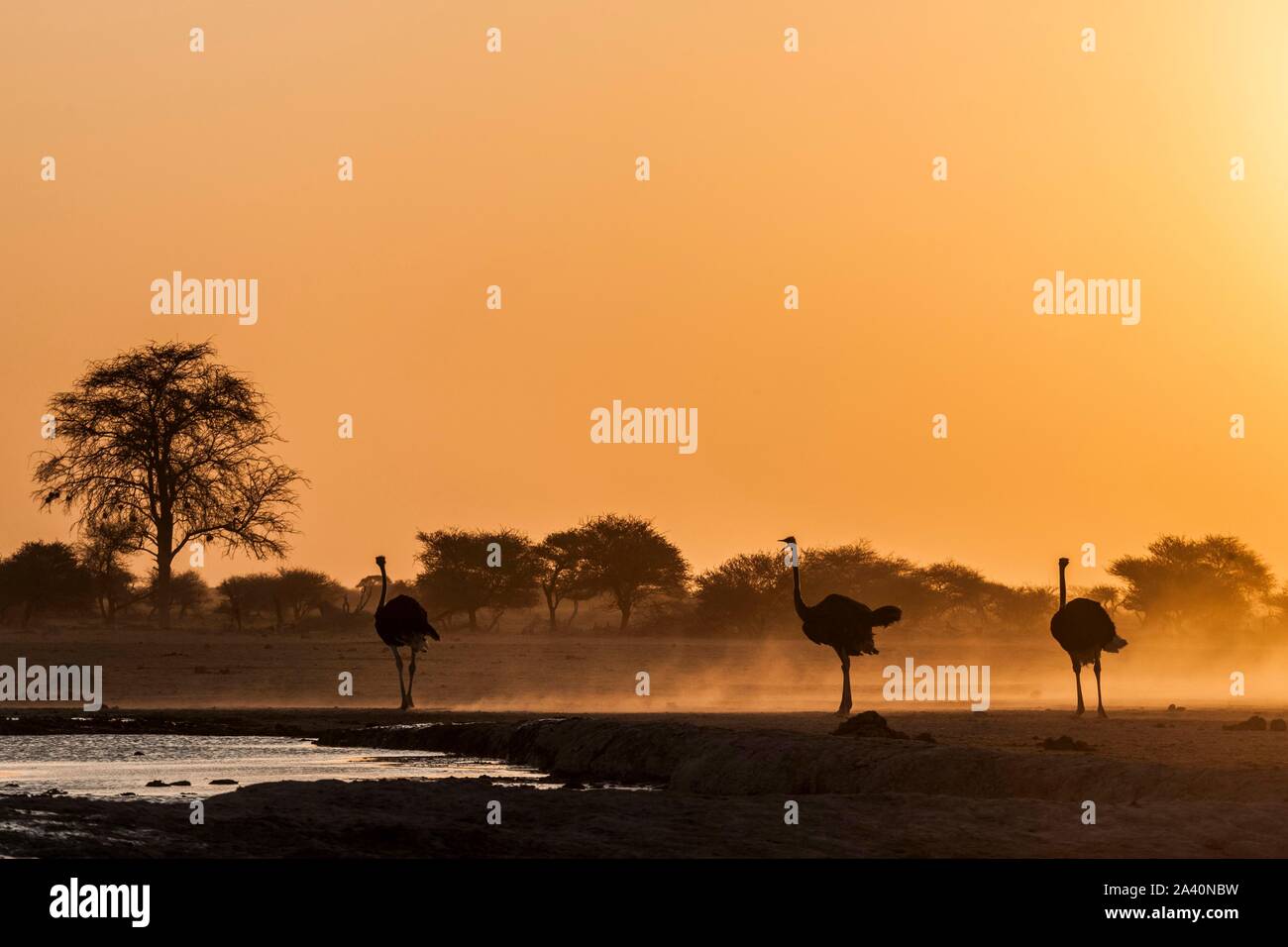 Common ostriches (Struthio camelus), three animals at sunset at a waterhole, Nxai Pan National Park, Ngamiland, Botswana Stock Photo