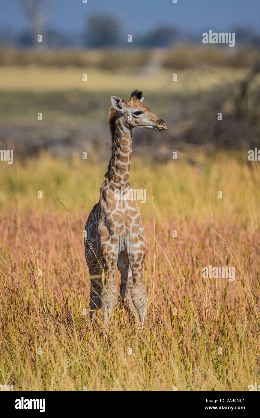 Angolan Giraffe (Giraffa camelopardalis angolensis), young animal, Moremi Wildlife Reserve, Ngamiland, Botswana Stock Photo