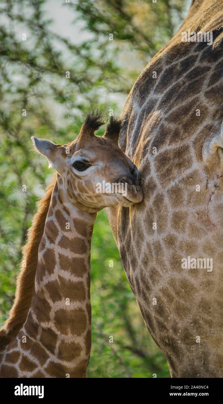 Angolan Giraffe (Giraffa camelopardalis angolensis), young animal gently leaning against mother, Moremi Wildlife Reserve, Ngamiland, Botswana Stock Photo