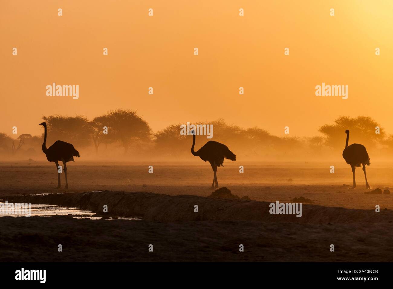 Common ostriches (Struthio camelus), three animals at sunset at a waterhole, Nxai Pan National Park, Ngamiland, Botswana Stock Photo