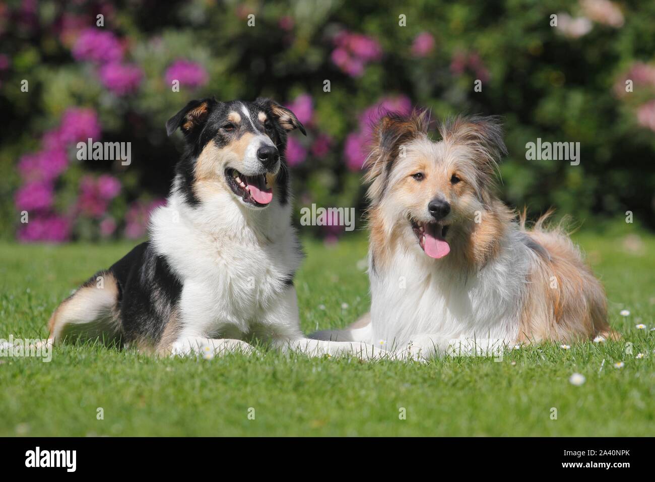 Two Bearded Collie hybrids lying side by side on meadow, Germany Stock Photo