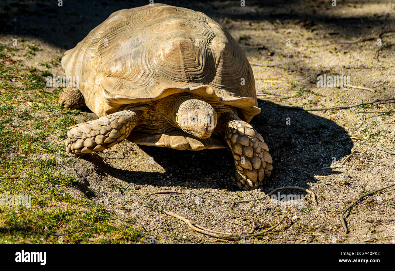 Turtle Walking And Sunbathing At The Zoo Stock Photo - Alamy