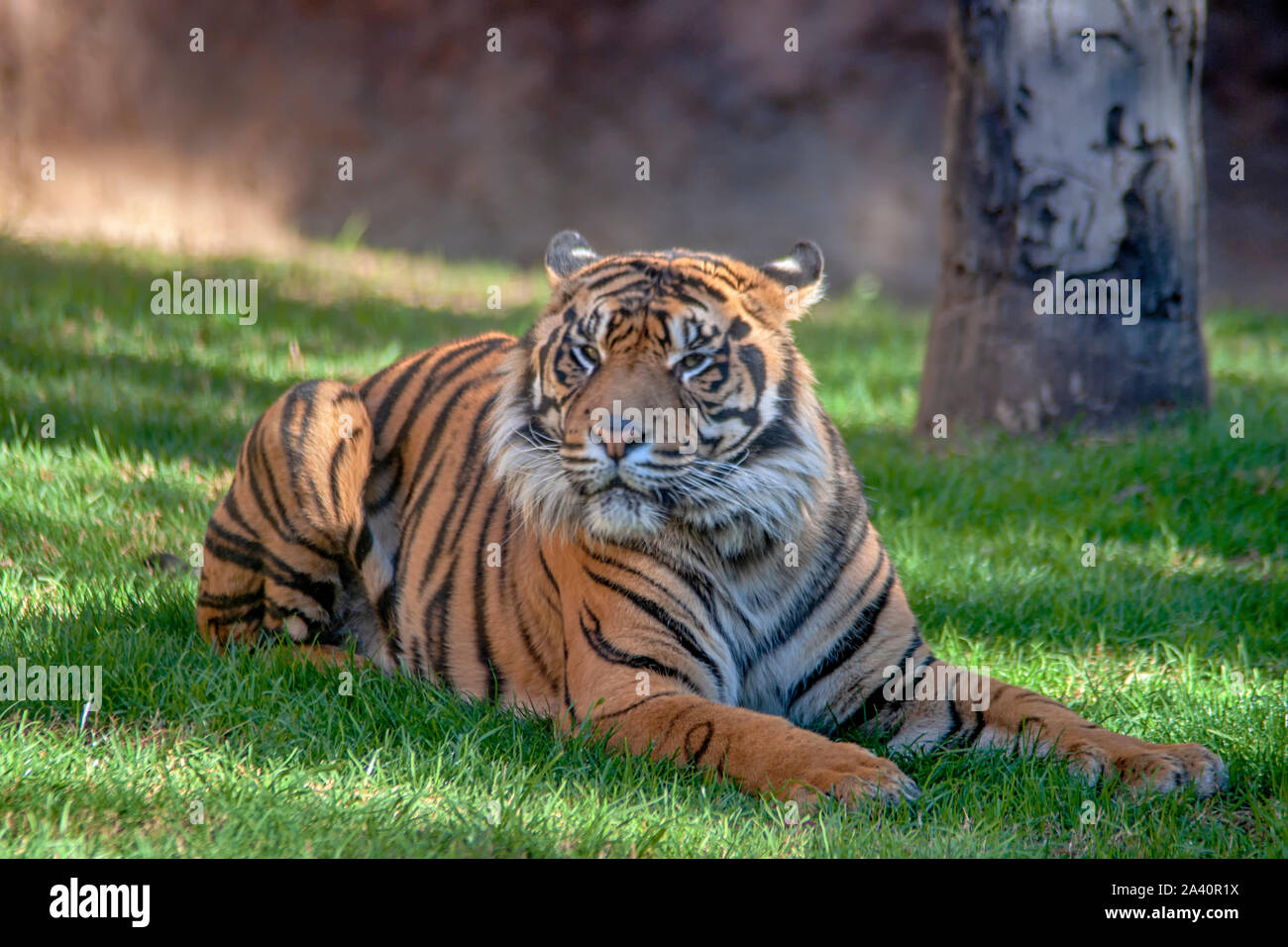 big cats, Sumatran tiger Stock Photo - Alamy