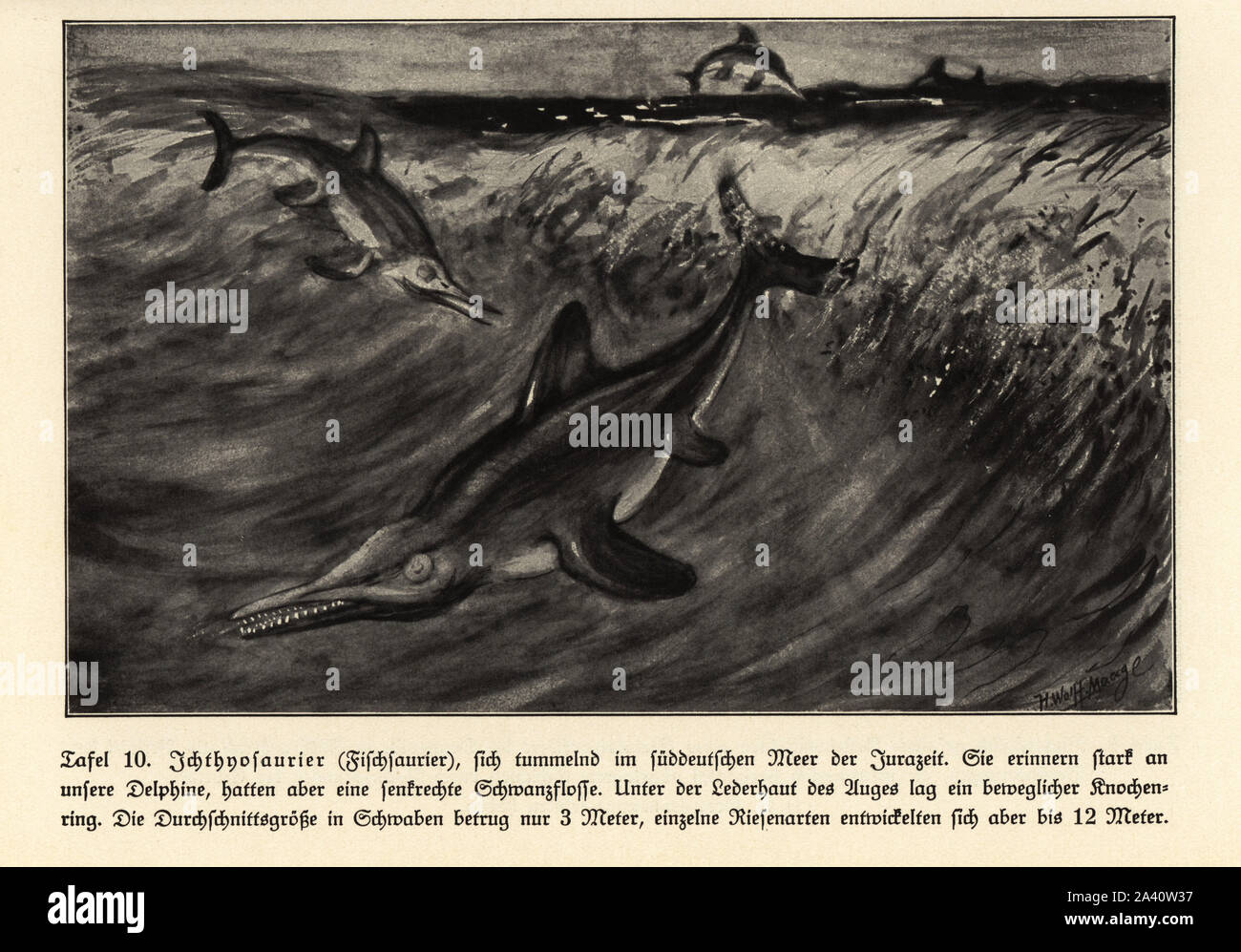 Reproduction of extinct Ichthyosaurs in the South German Sea, Jurassic era. Illustration by Hugo Wolff-Maage from Wilhelm Bolsche’s Das Leben der Urwelt, Prehistoric Life, Georg Dollheimer, Leipzig, 1932. Stock Photo