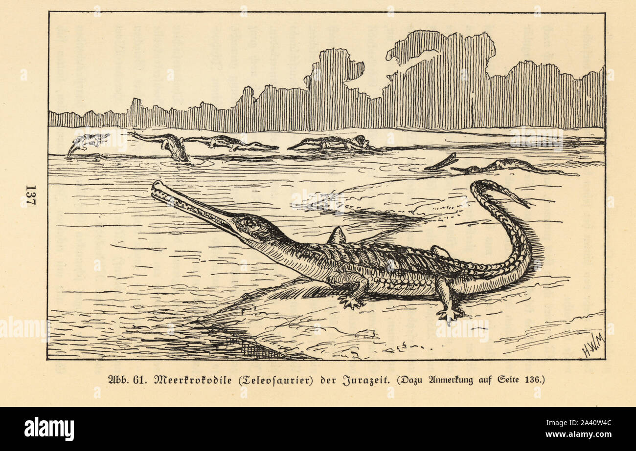 Extinct sea crocodile, Teleosaurus genus, Jurassic period. Illustration by Hugo Wolff-Maage from Wilhelm Bolsche’s Das Leben der Urwelt, Prehistoric Life, Georg Dollheimer, Leipzig, 1932. Stock Photo