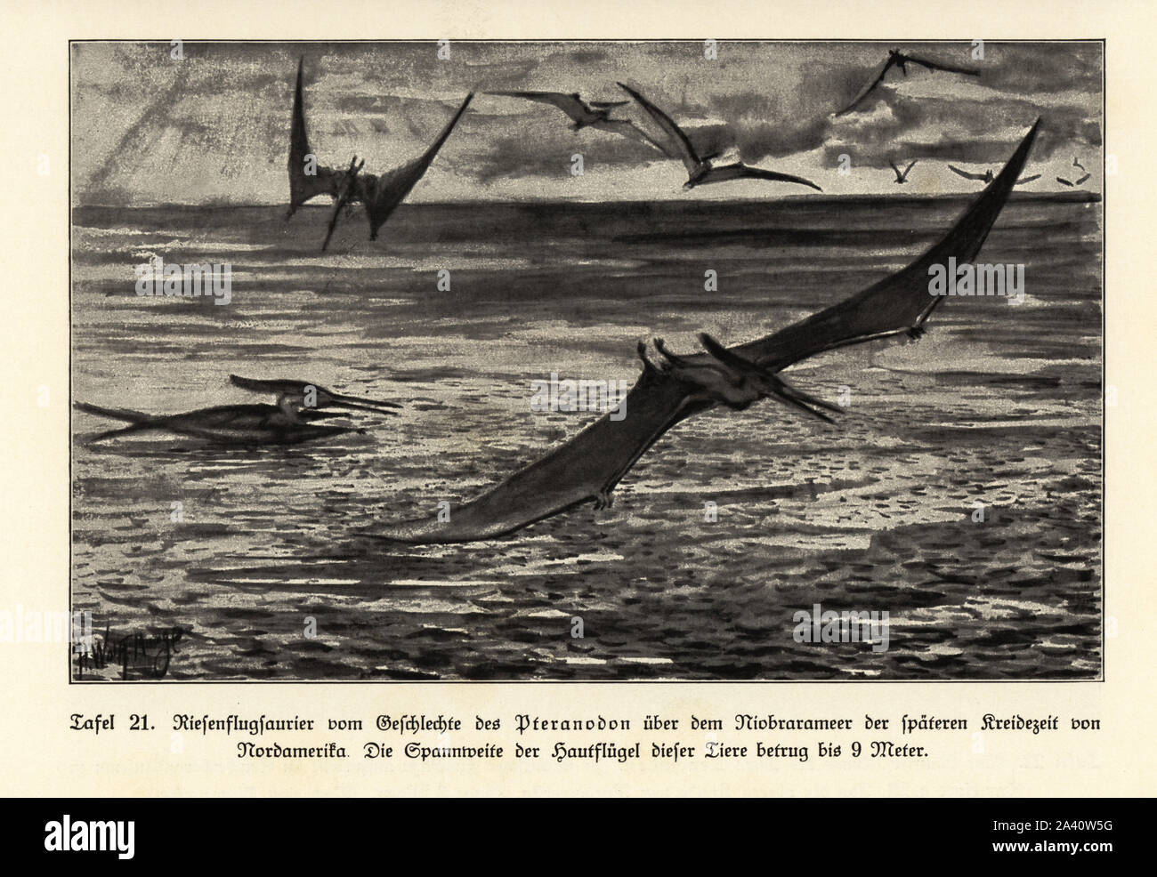 Extinct giant Pterosaurs, Pterandodon genus, with a 9m wingspan, of the Niobrara sea, North America, Cretaceous period. Illustration by Hugo Wolff-Maage from Wilhelm Bolsche’s Das Leben der Urwelt, Prehistoric Life, Georg Dollheimer, Leipzig, 1932. Stock Photo