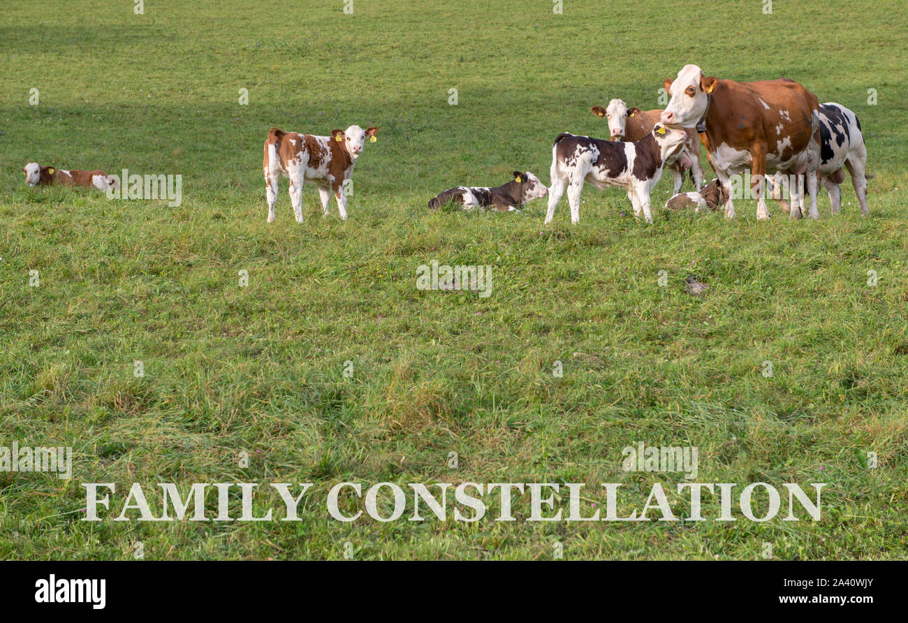 FAMILIY CONSTELLATION Stock Photo