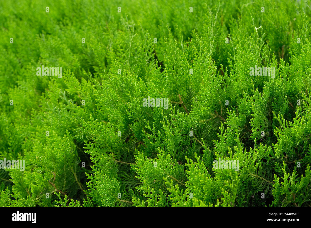 Green leaves of Thuja trees background. Green Thuja occidentalis Columna texture macro. Evergreen coniferous tree, Platycladus orientalis, Chinese thu Stock Photo