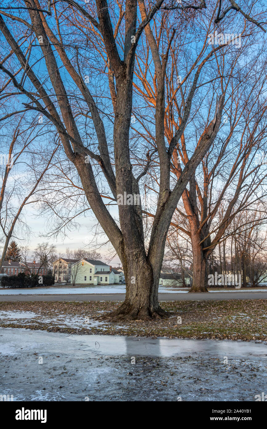 Winter View in Neighborhood with Bare Trees on the Foreground Stock ...