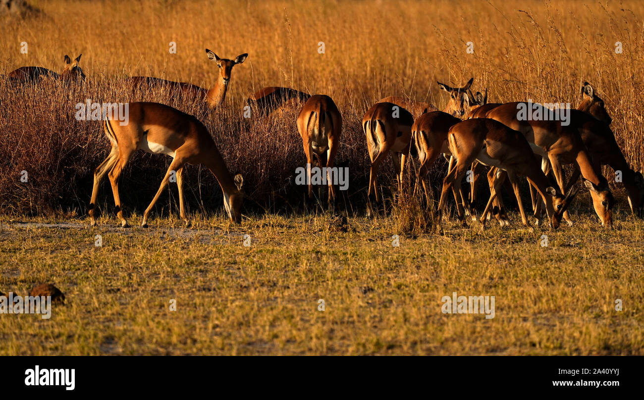 Impala one of the main prey species for the large predators in Africa ...