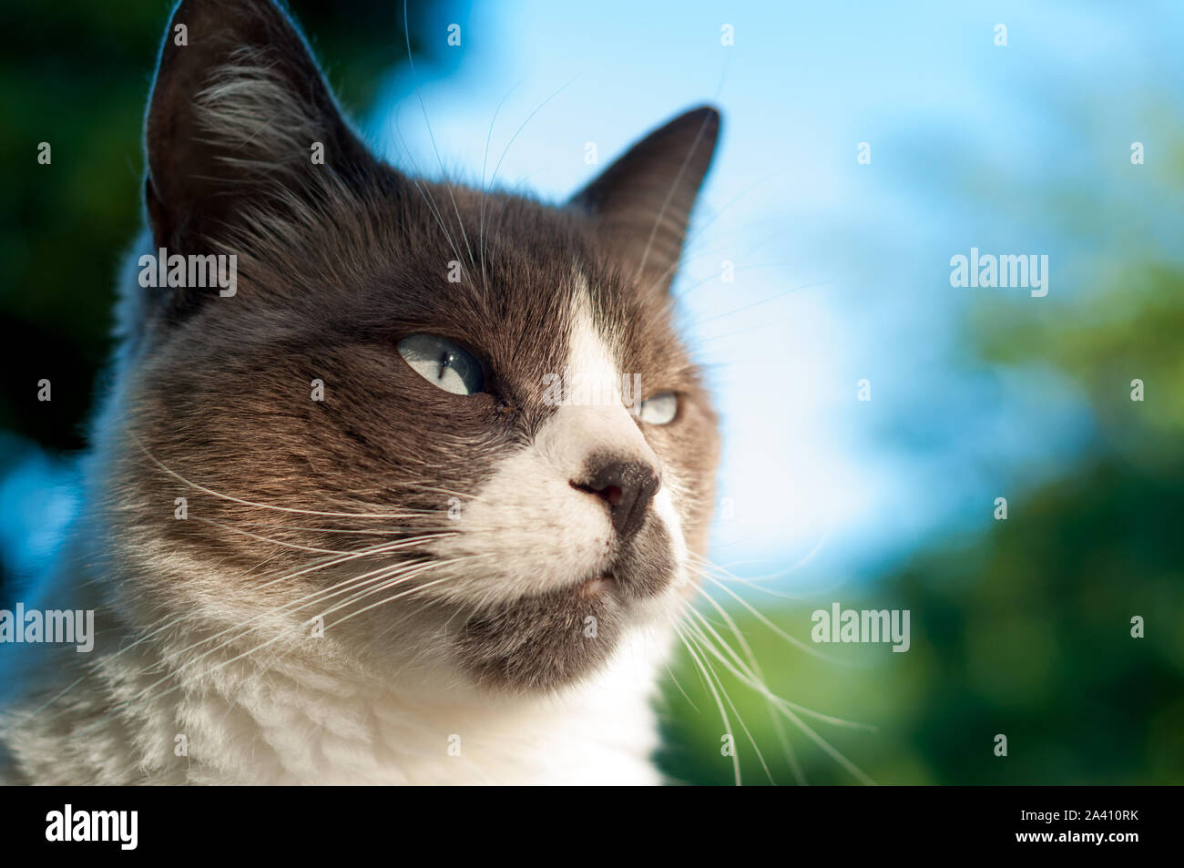 beautiful grumpy seal point close up cat's face. blue sky in the background Stock Photo