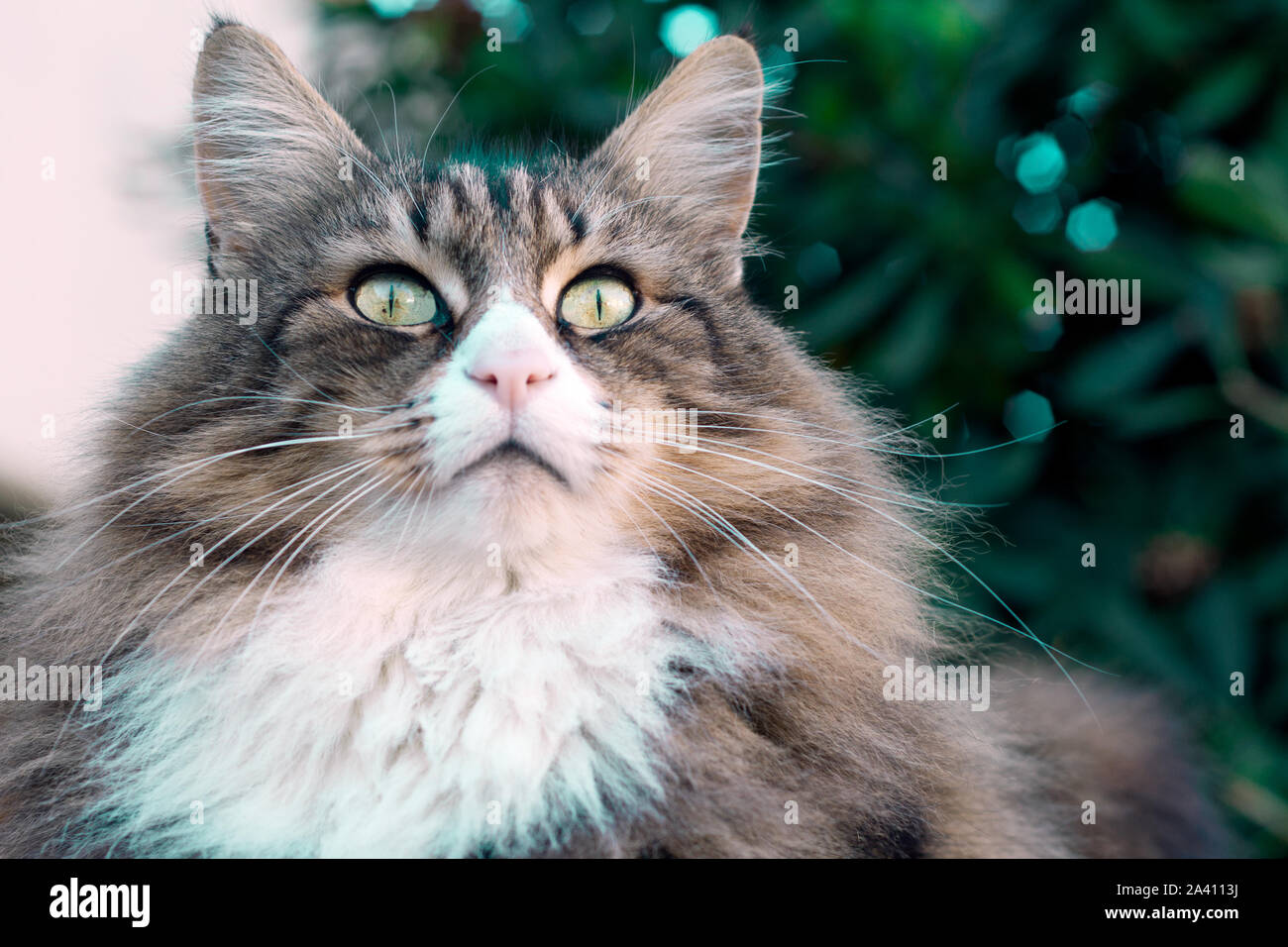 closeup of a beautiful norwegian forest cat sitting outdoor. he gazes far into the distance. Stock Photo