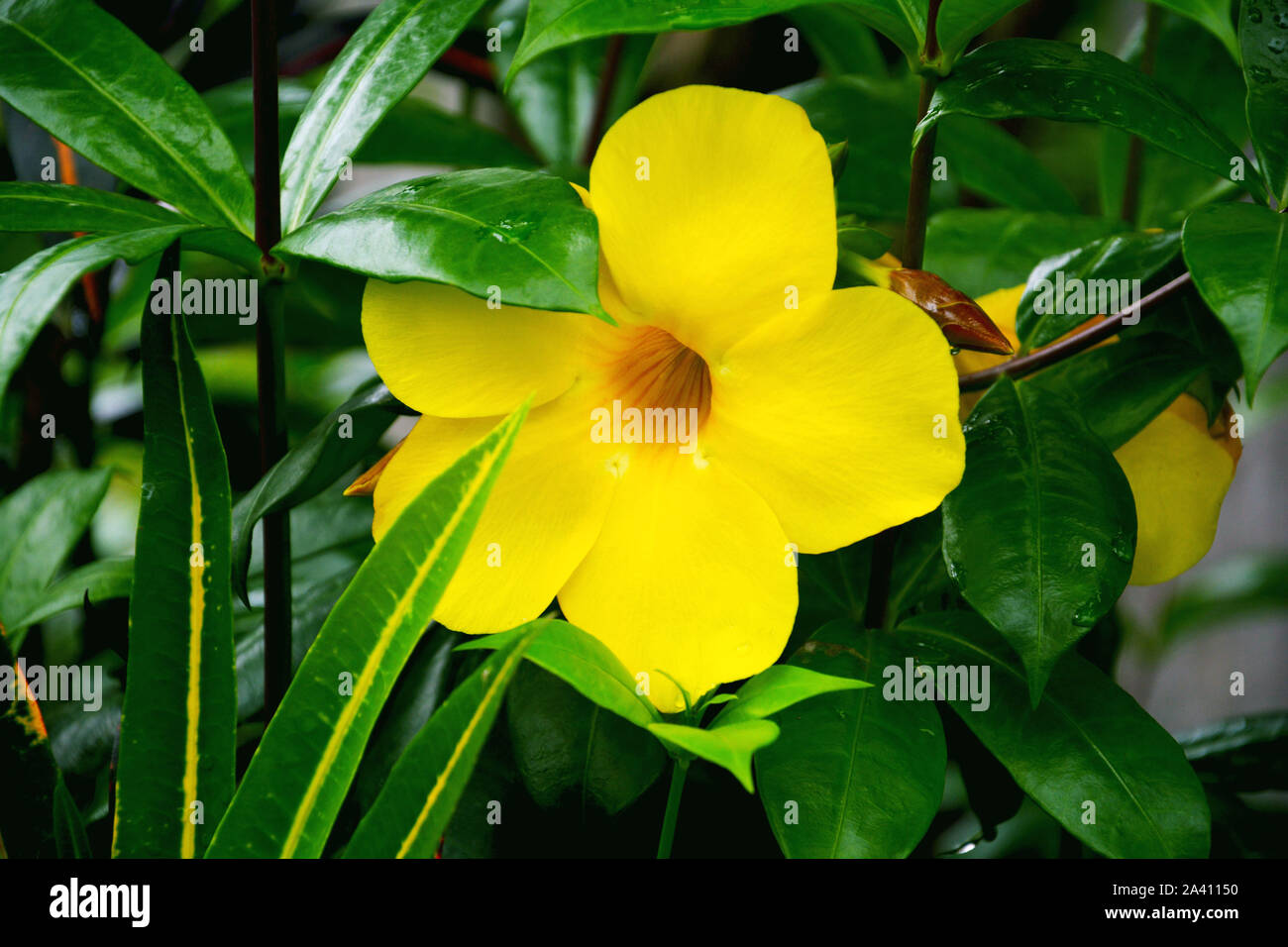 Close up of Sundaville Mandevilla Zolta BloomBells Yellow, plants with yellow flowers and green leaves also known as Allamanda, Indian Shrub Stock Photo