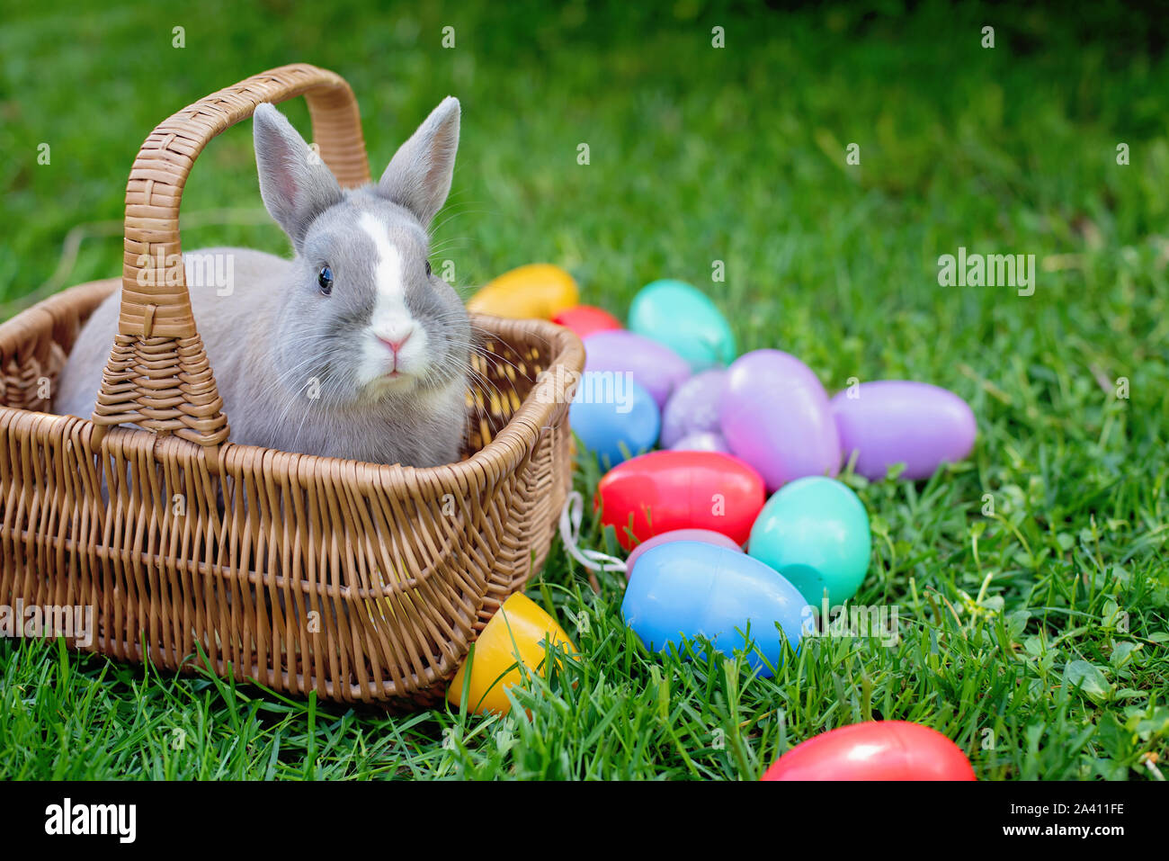 Easter Bunny And Easter Eggs On Spring Green Grass Cute Rabbit Easter Egg Hunt With Pet Bunny Stock Photo Alamy