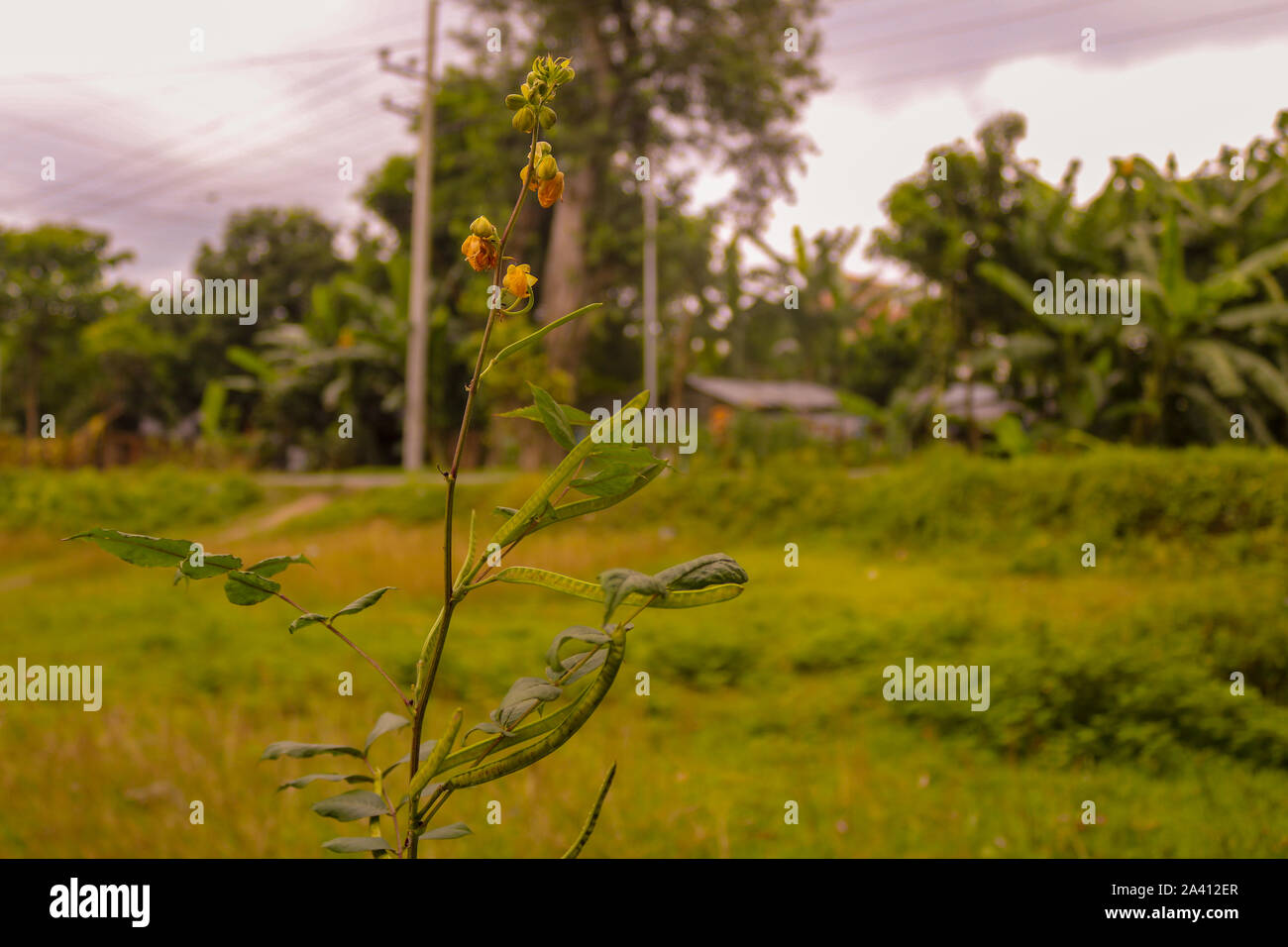 Forest bloom hi-res stock photography and images - Alamy