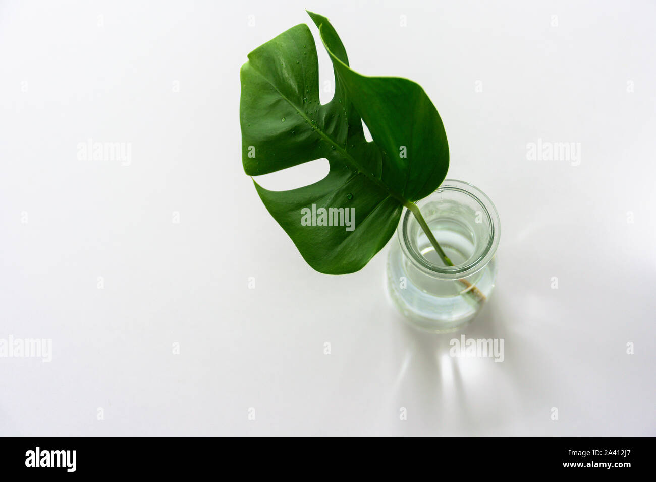 Monstera tropical leaf in glass vase on light grey background ...