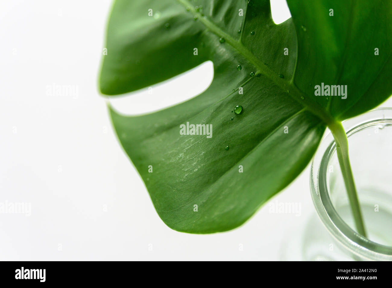 Monstera tropical leaf in glass vase on light grey background ...