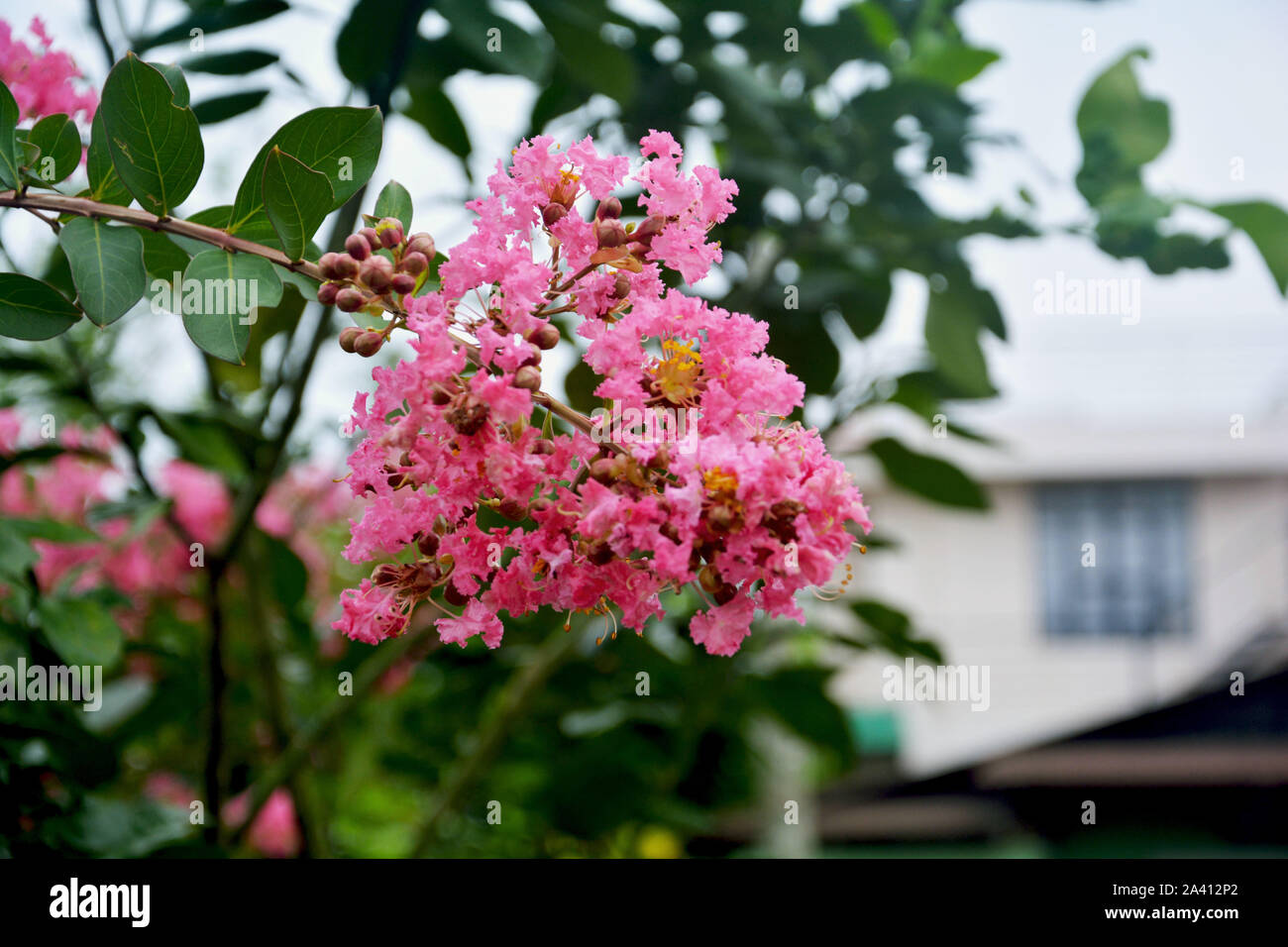 Close up of Crape Myrtle Flowers also known as Japanese Kanji flowers, beautiful pink flower Stock Photo
