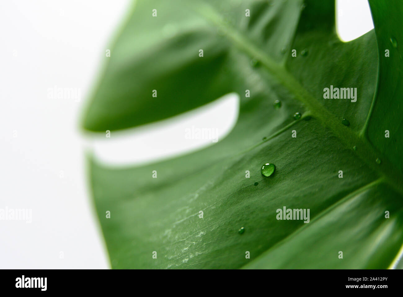 Monstera tropical leaf in glass vase on light grey background ...