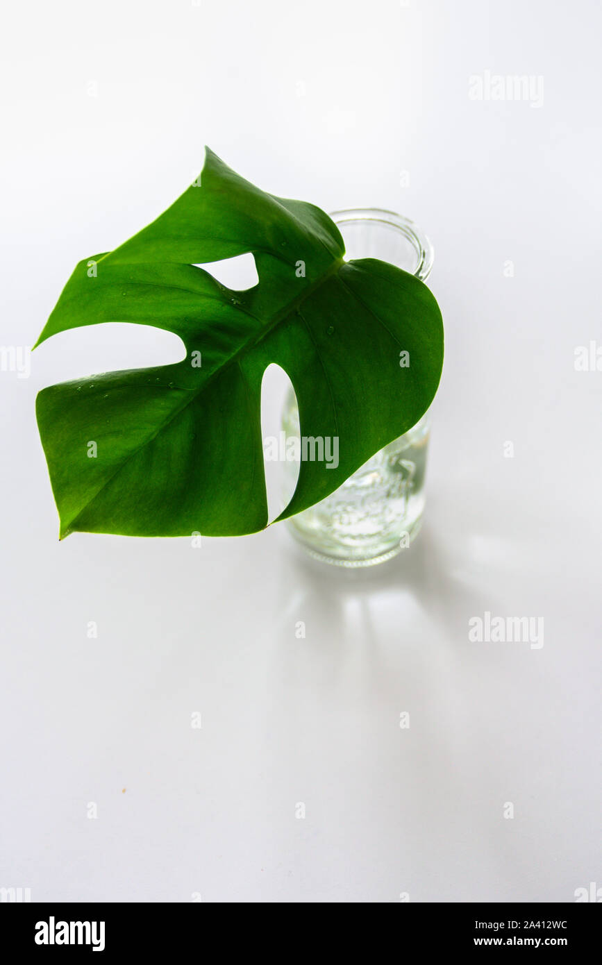 Monstera tropical leaf in glass vase on light grey background ...
