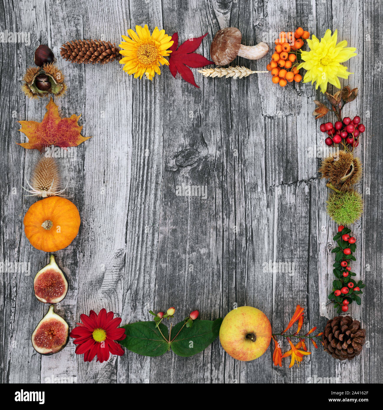 Autumn harvest festival border composition with a variety of natural flora and food on rustic driftwood background. Stock Photo