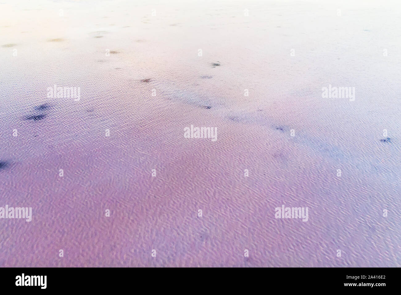 pink lake background. Calm water on the lake. Stock Photo